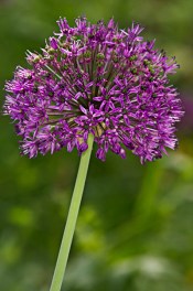 Allium