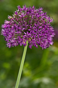 Allium