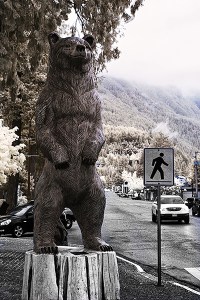 bear crossing 1