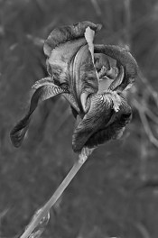 B&W Iris in wind