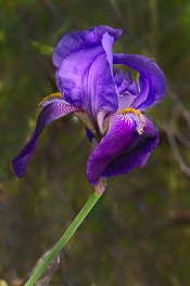Iris in wind