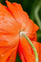 Oriental Poppy in wind