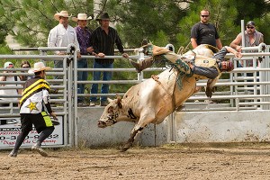 Bull rider 1