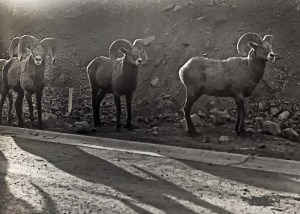 kamloops-bighorn-sheep