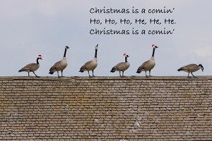 xmas-geese