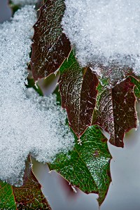 The snows and drab colours of 2016 with the growth and bright colours of 2017.