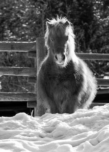 ponys-winter-coat